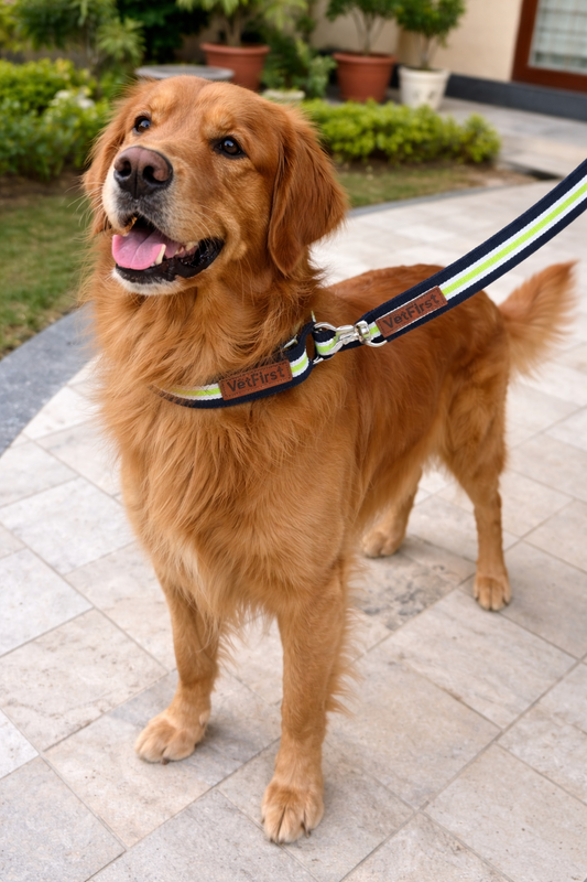 VetFirst Reflective Nylon Dog Leash with Padded Handle & Heavy-Duty Metal Clip – For Medium & Large Dogs