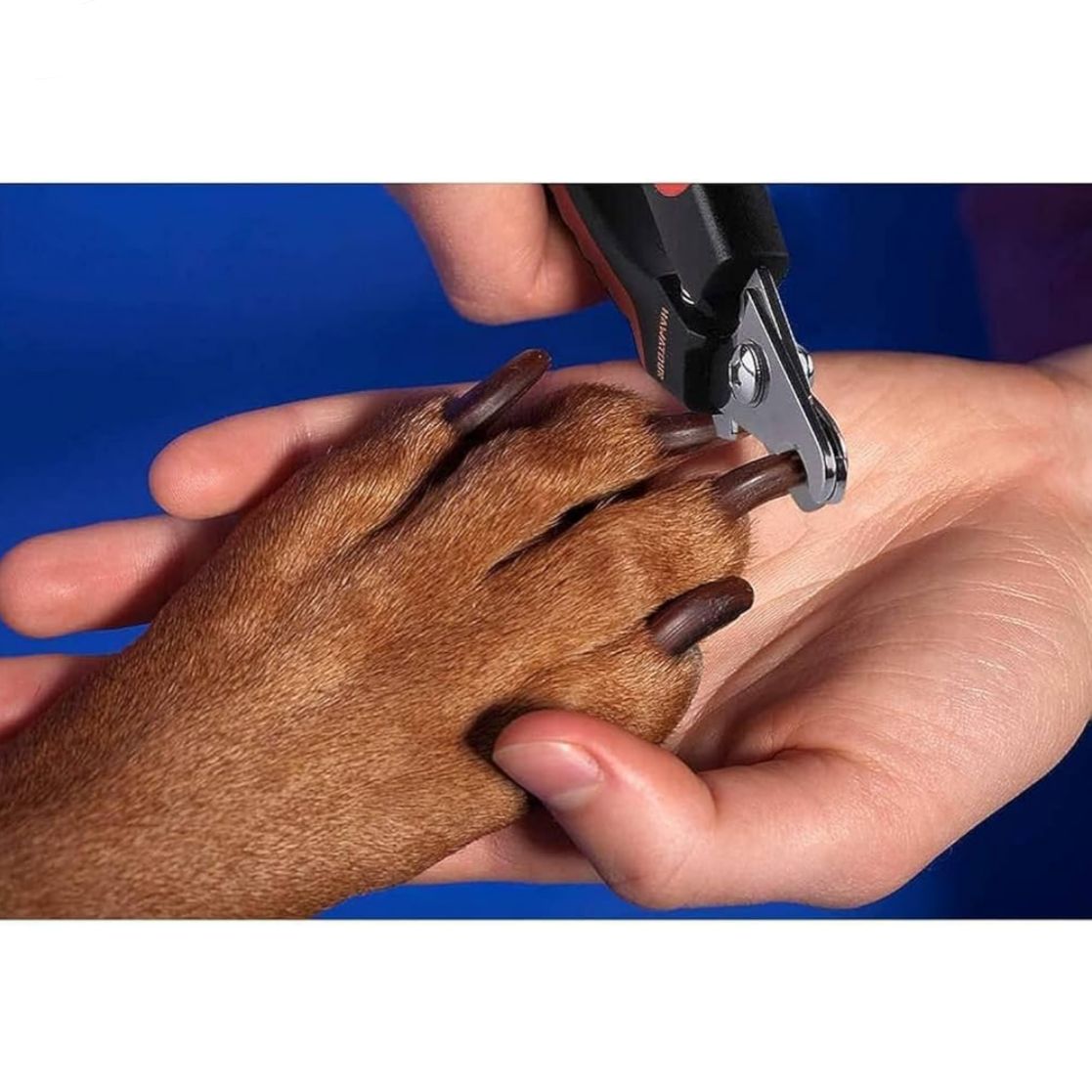 Pet Nail Clipper & Filer